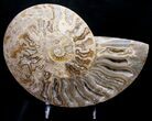 Huge White Choffaticeras Ammonite #8735-5
